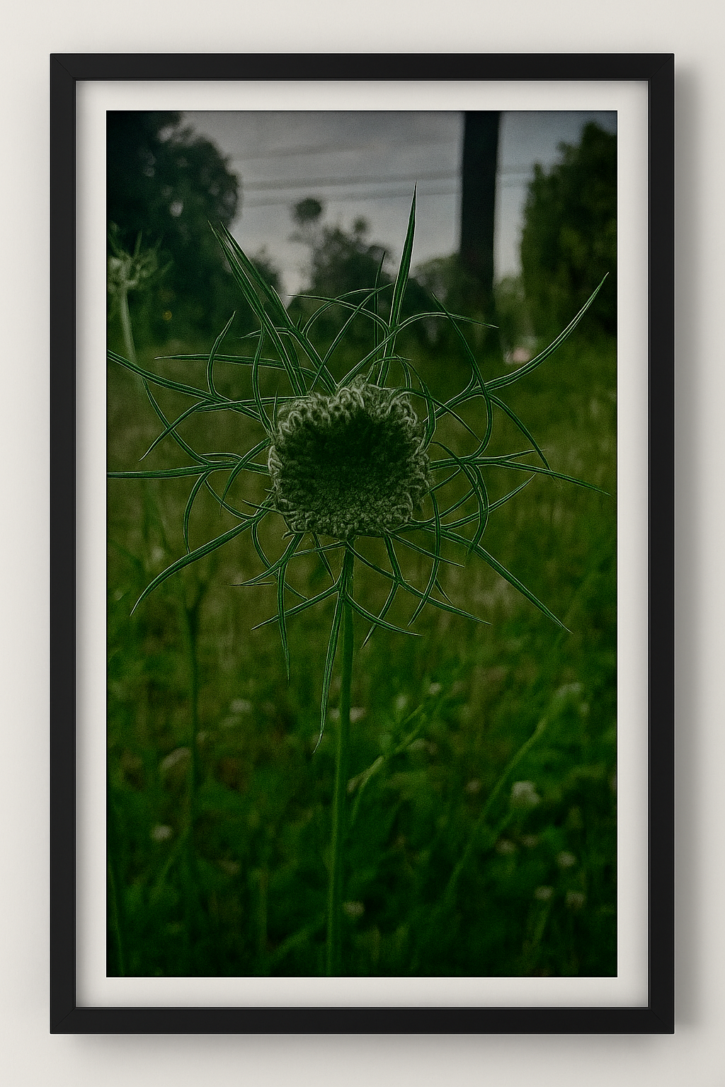 Crazy Weeds 138