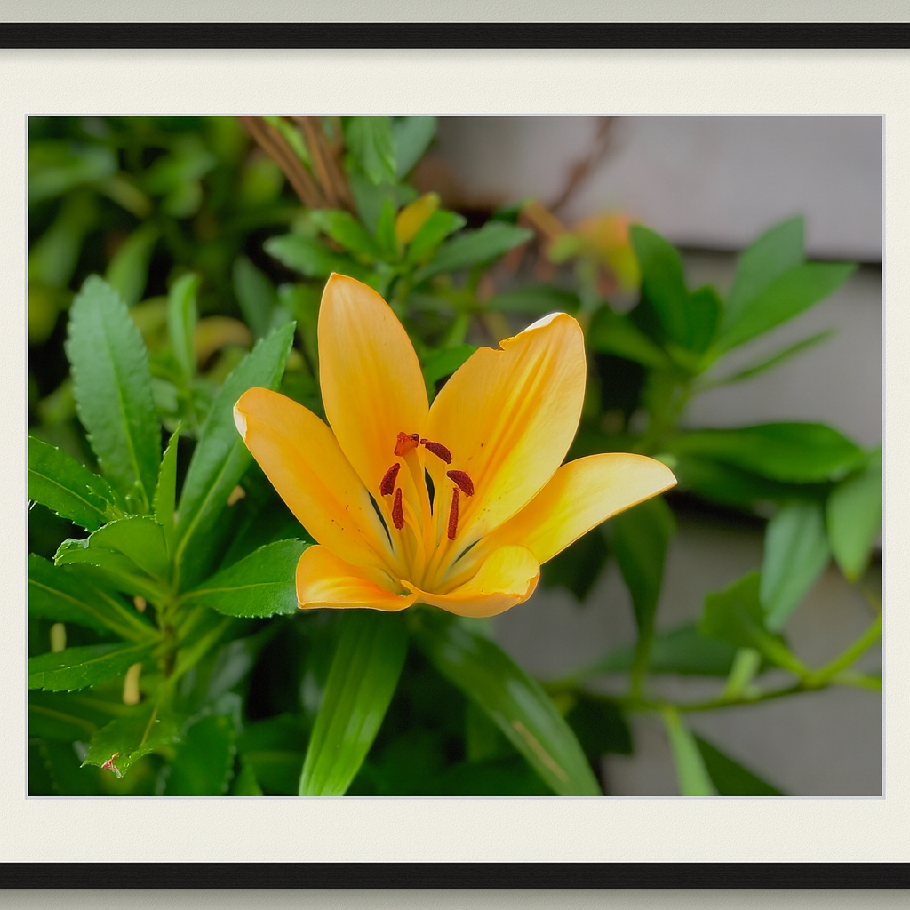 Yellow Lilly